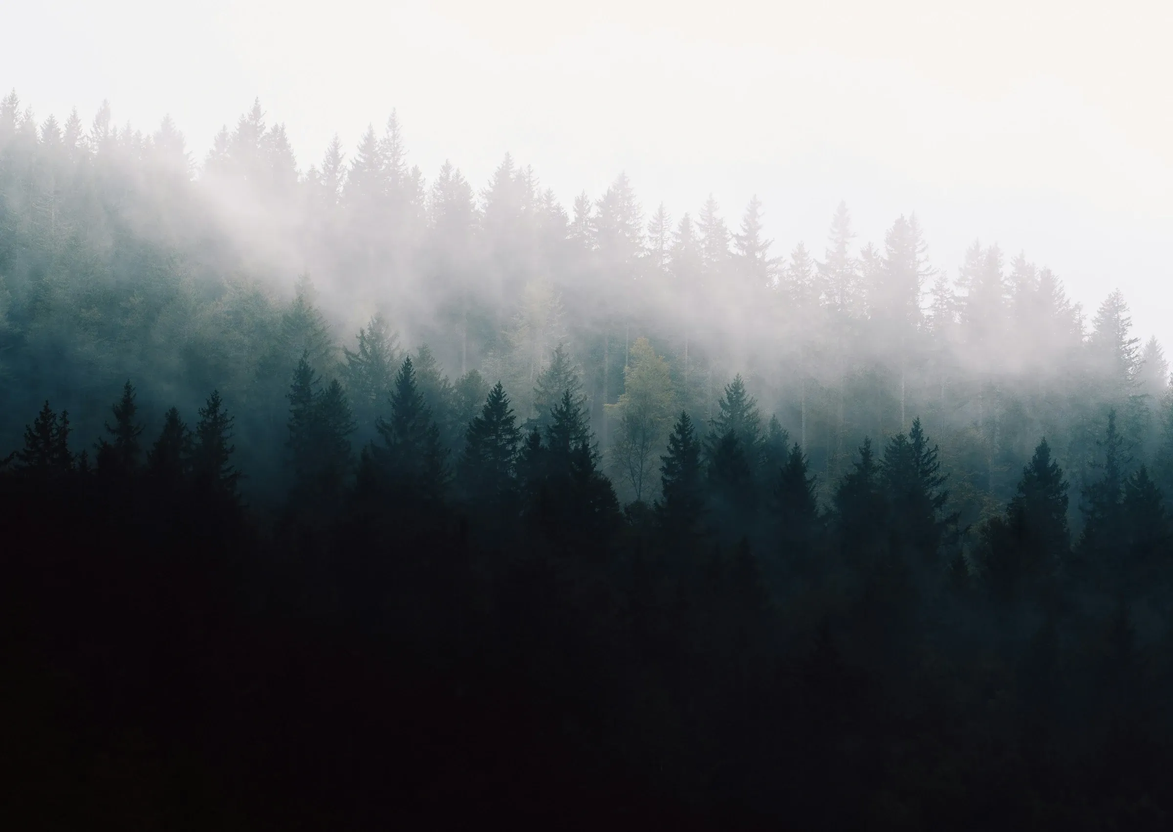 A forest emerging through the morning mist