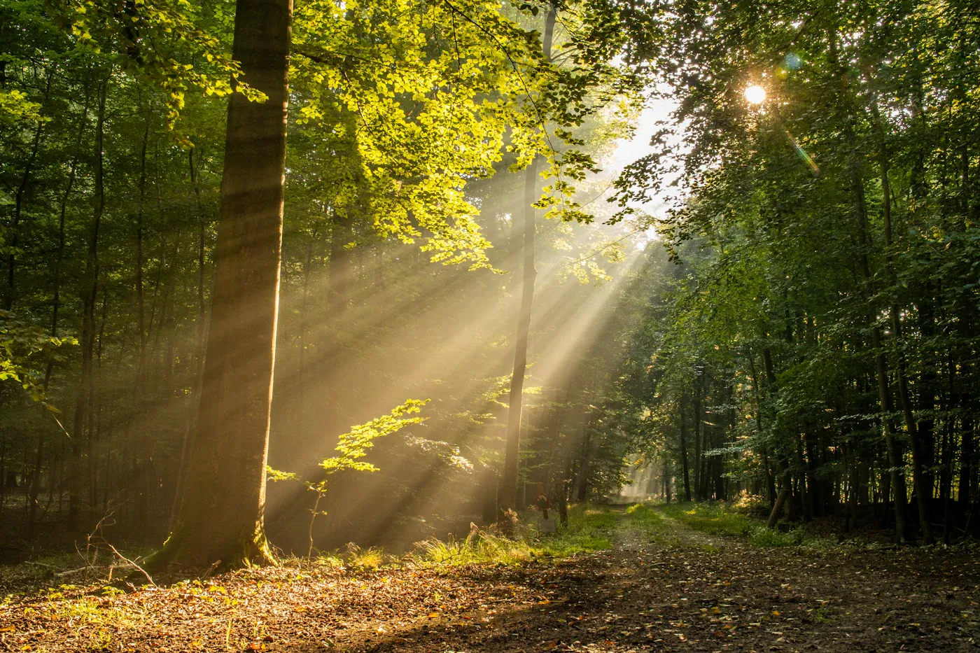 Sunbeams through a green forest