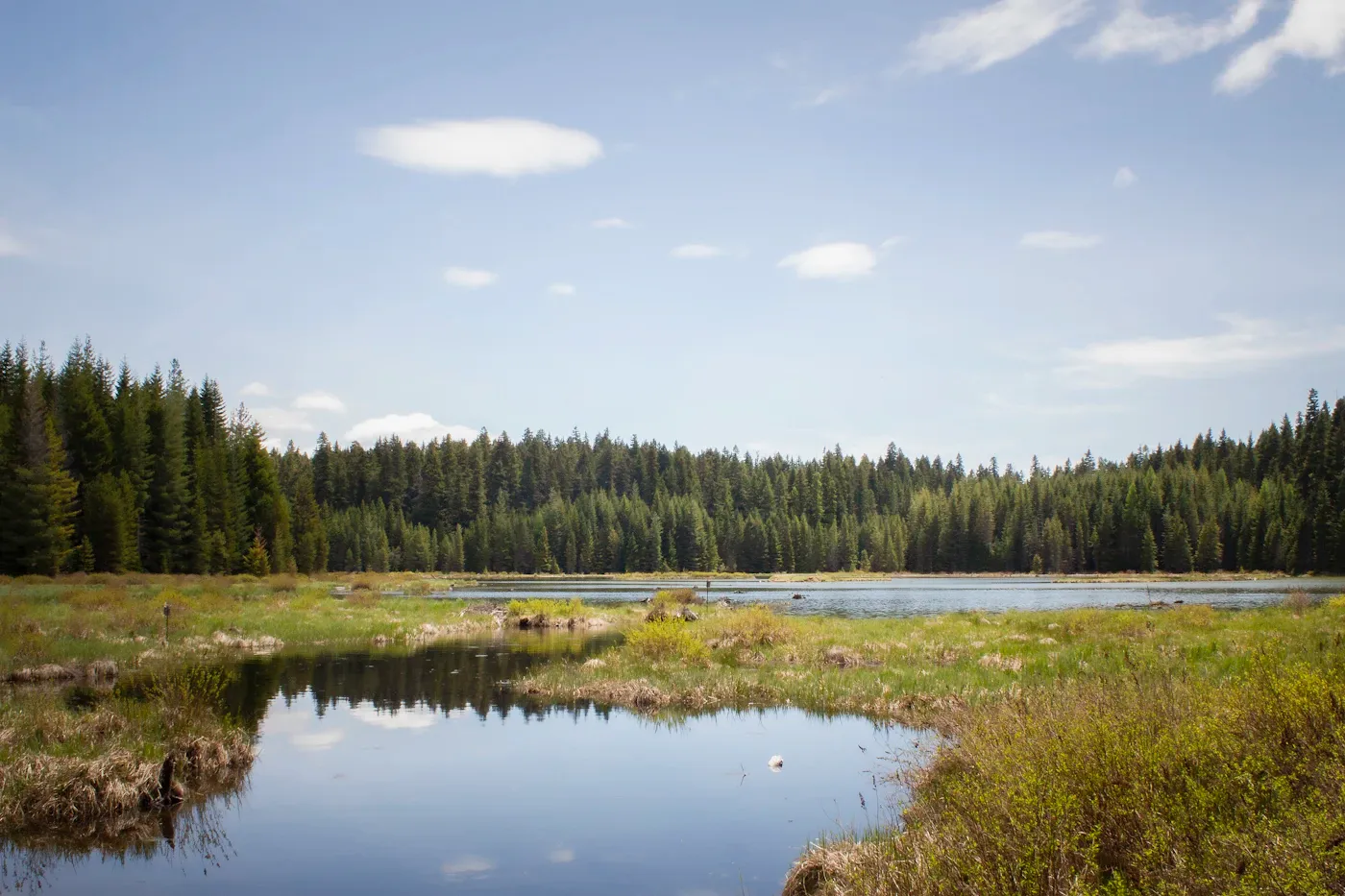 A sunny pond ringed by pine forest